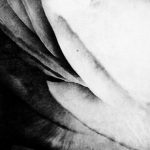 renoncule photogravure