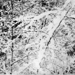 sous-bois photogravure